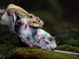 A Black Timber Rattlesnake Swallows a White-Footed Mouse Photographic Print by Bianca Lavies