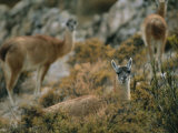 Llamas Grazing on High Desert Vegetation in the Atacama Desert Photographic Print by Joel Sartore