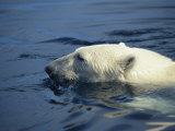 Polar Bear, Wager Bay, Northwest Territories, Canada Photographic Print by Joe Stancampiano