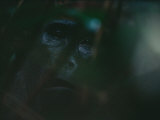 Ebobo, a solitary male gorilla that J. Michael Fay first befriended seven years ago Lámina fotográfica por Michael Nichols