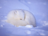 An Arctic Fox Blends into the Snow Photographic Print by Paul Nicklen