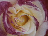 A Close View of a Cream Colored Rose with Pink Edges Photographic Print by Ted Spiegel