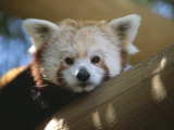 Close View of a Red Panda Photographic Print by Joel Sartore