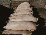 Domestic Swine Chow Down at a Feed Trough Photographic Print by Jodi Cobb