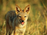 Portrait of a Jackal Photographie par Beverly Joubert