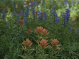 Indian Paintbrush and Purple Lupine Wildflowers, Wyoming Photographie par Raymond Gehman
