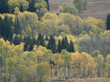 A Stand of Aspen and Evergreen Trees Photographic Print by Tom Murphy