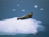 Harbor Seal (Phoca Vitulina) on an Iceberg in Columbia Bay Photographic Print by Rich Reid