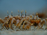 Ghost Crabs (Ocypode Albicans) Scuttling in Formation Photographic Print by Michael Nichols