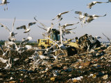 Seagulls Feast on a Garbage Dump in the Meadowlands Photographic Print by Melissa Farlow