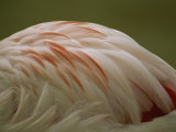 A close view of the feathers of a Chilean flamingo Lámina fotográfica por Joel Sartore
