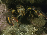 An American lobster in an aggressive stance Lámina fotográfica por Bill Curtsinger