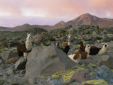 Llamas at Rest in a Rocky Landscape under a Pink Twilit Haze Photographic Print by Joel Sartore