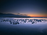 Whooper Swans, Cygnus Cygnus, Sleep Just Before Dawn Photographic Print