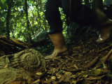 An ammonite fossil on a forest path attests to Cubas submarine past Lámina fotográfica por Steve Winter An ammonite fossil on a forest path attests to Cubas submarine past Lámina fotográfica por Steve Winter
