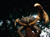 A Crab Perched on a Tree Branch Holds One of its Pincers at the Camera Photographic Print by Michael Nichols