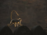 Un singe langur à contre-jour en train de marcher sur le haut du mur du fort Photographie par Bill Ellzey