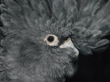 The Ruffled Feathers on the Head of a Red-Tailed Black Cockatoo Photographic Print by Jason Edwards