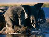 Un troupeau d'éléphant d'Afrique traversant l'eau en éclaboussant tout autour Photographie par Beverly Joubert
