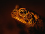 A Houston Toad, an Endangered Species Photographic Print by Joel Sartore