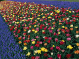 A Row of Red and Yellow Tulips Flanked by Rows of Blue Flowers Photographic Print by Sisse Brimberg
