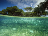 Aquatic Split-Level View with Fish and Mangroves, Australia Photographic Print by Joe Stancampiano