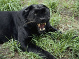 A Black Leopard Growls at the Camera Photographic Print by Jason Edwards