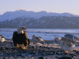 A Bald Eagle Surrounded by Sea Gulls Photographic Print by Norbert Rosing