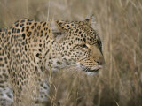 Close View of a Leopard in Dry Grass Photographic Print by Roy Toft