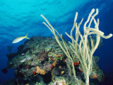 Underwater Scene with Coral and Fish, Tortola Island, Virgin Islands Photographie par Joe Stancampiano