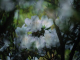 Close-up of a Flowering Azalea Bush Photographic Print by Maria Stenzel