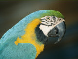 Close View of a Macaw Photographic Print by Nick Caloyianis