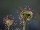 A Dead Mosquito Rests on an Insectivorous Round-Leaved Sundew Photographic Print by Joel Sartore
