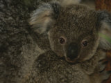 A Juvenile Koala Clings to its Mother in Eastern Australia Photographic Print by Nicole Duplaix
