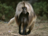 A Portrait of a Male Gelada Photographic Print by Michael Nichols