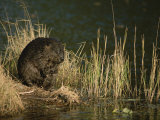 A Wet Beaver Sitting in a Clump of Grasses at the Waters Edge Photographic Print