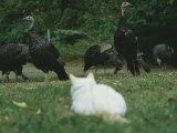 A Pet Domestic Cat Watching a Flock of Wild Turkeys Photographic Print by Bill Curtsinger