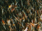 A Close View of a Group of Alevins, Recently Hatched Atlantic Salmon Photographic Print by Paul Nicklen