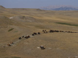 Cattle Drive in Montana Photographic Print by Annie Griffiths Belt