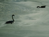 A Pair of Swans Swim and Search for Food in a Algae-Filled Pond Photographic Print by Brian Gordon Green