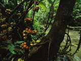 Fig Trees (Ficus Minahassae) Grow Along a Stream in a Rain Forest Photographic Print by Tim Laman
