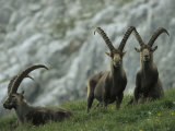European Ibex Herd Photographic Print by Norbert Rosing