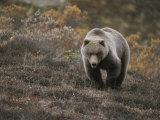 A Grizzly Walks Toward the Camera with a Serious and Threatening Look Photographic Print by Michael S. Quinton