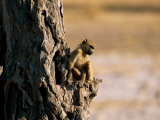 Baboon Sitting in a Tree Photographic Print by Beverly Joubert