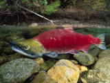 A Red Salmon Fish Swims Through Shallow Water Photographic Print by Paul Nicklen