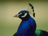 The Head of a Beautiful Blue Peacock, Pavo Sp Photographic Print by Joel Sartore