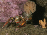 An American or northern lobster near sponges and anemones Lámina fotográfica por Brian J. Skerry