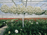 Lofty conveyors move gerberas through a greenhouse Lámina fotográfica por Sisse Brimberg Lofty conveyors move gerberas through a greenhouse Lámina fotográfica por Sisse Brimberg