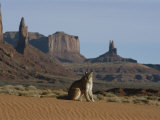 A Mountain Lion Surveys its Domain Photographic Print by Norbert Rosing
