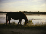 Chincoteague Pony Feeding on Marsh Grass Photographie par Al Petteway